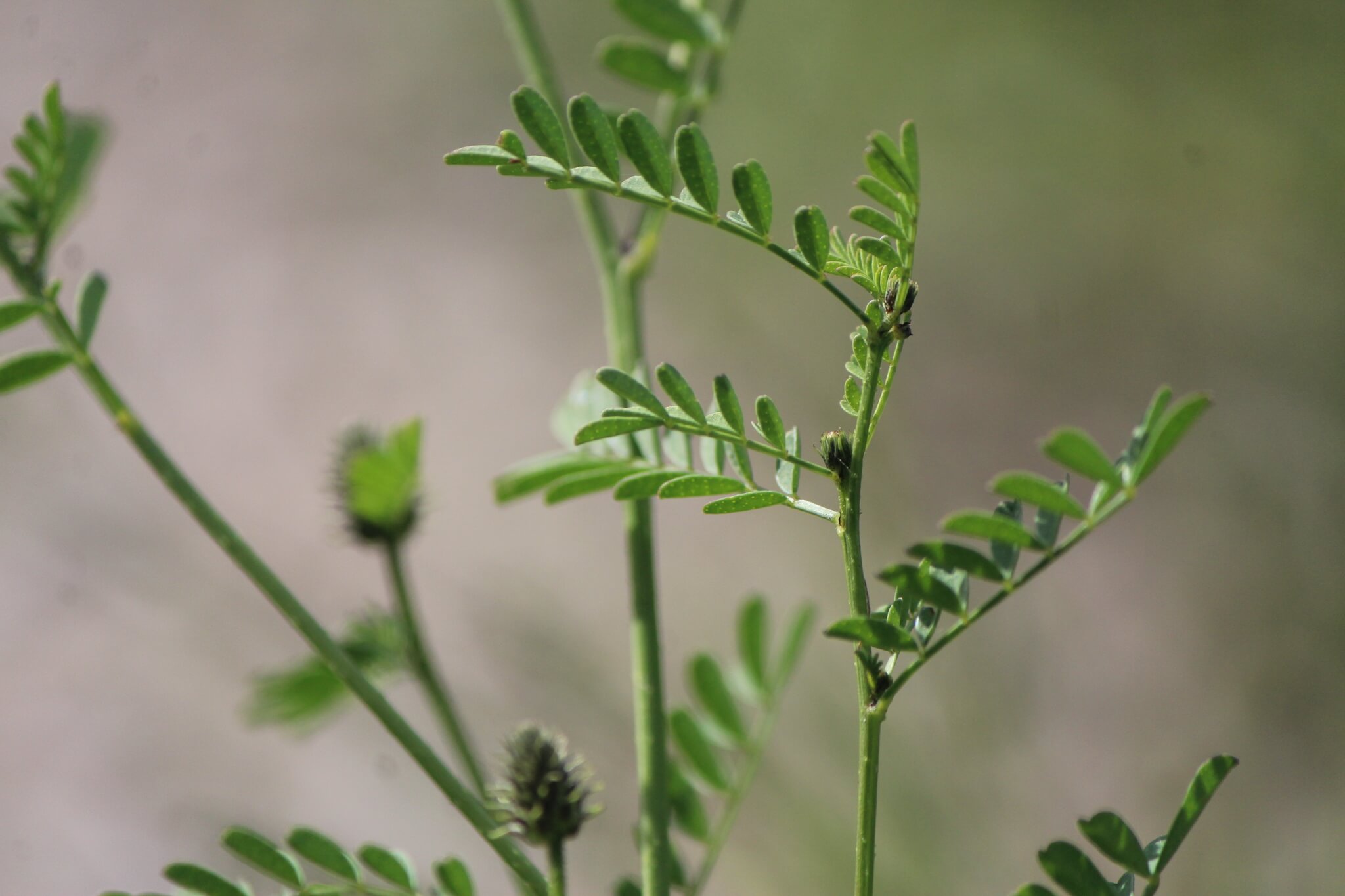 Dalea foliolosa